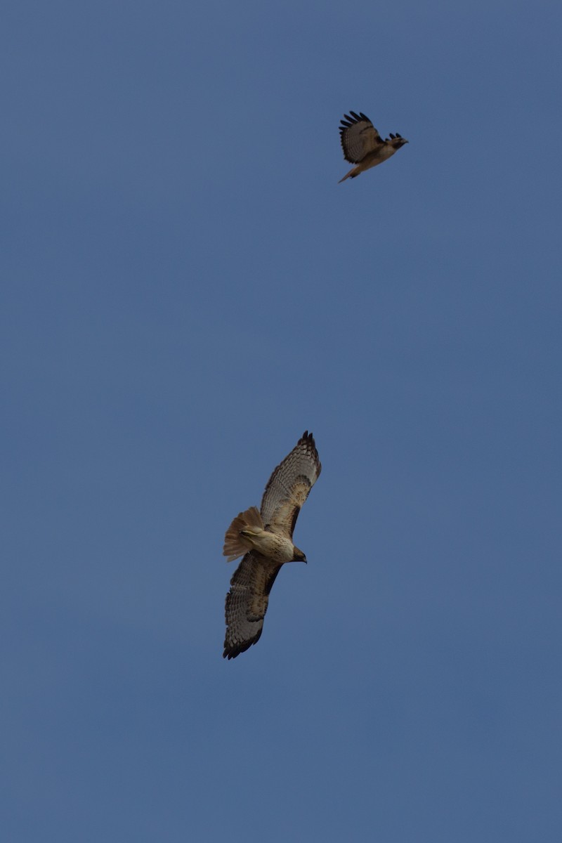Red-tailed Hawk - ML144278371
