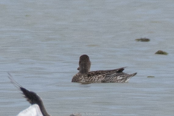 Gadwall - ML144279101