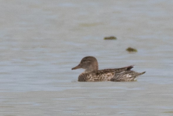 Gadwall - ML144279111