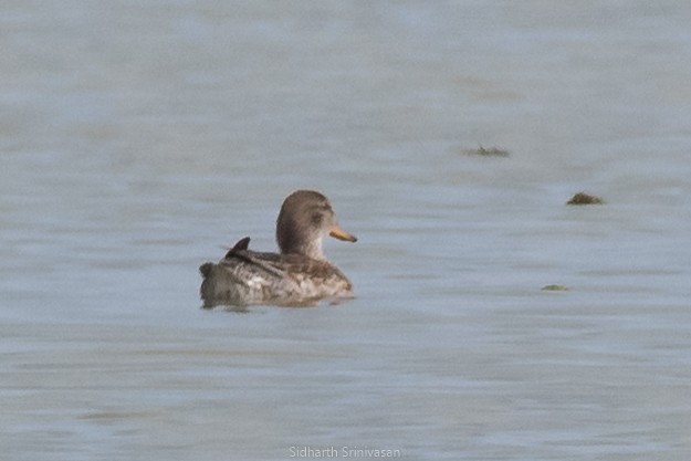 Gadwall - ML144279121