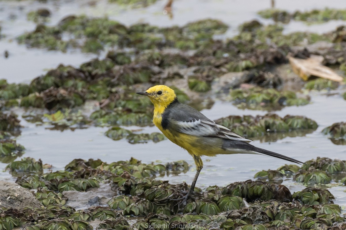 Citrine Wagtail - Sidharth Srinivasan