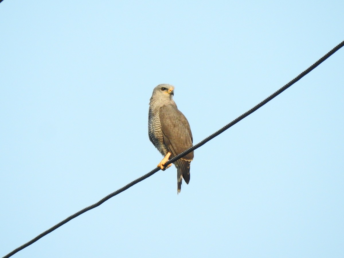 Gray Hawk - ML144280621