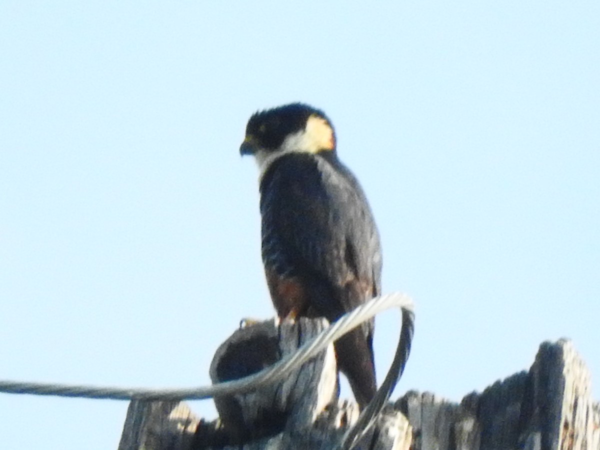 Bat Falcon - ML144280651