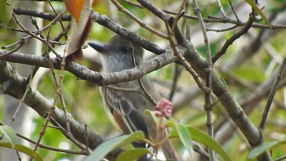 Myiarchus sp. - ML144280701