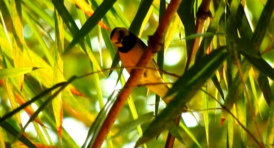 Hooded Warbler - ML144280751