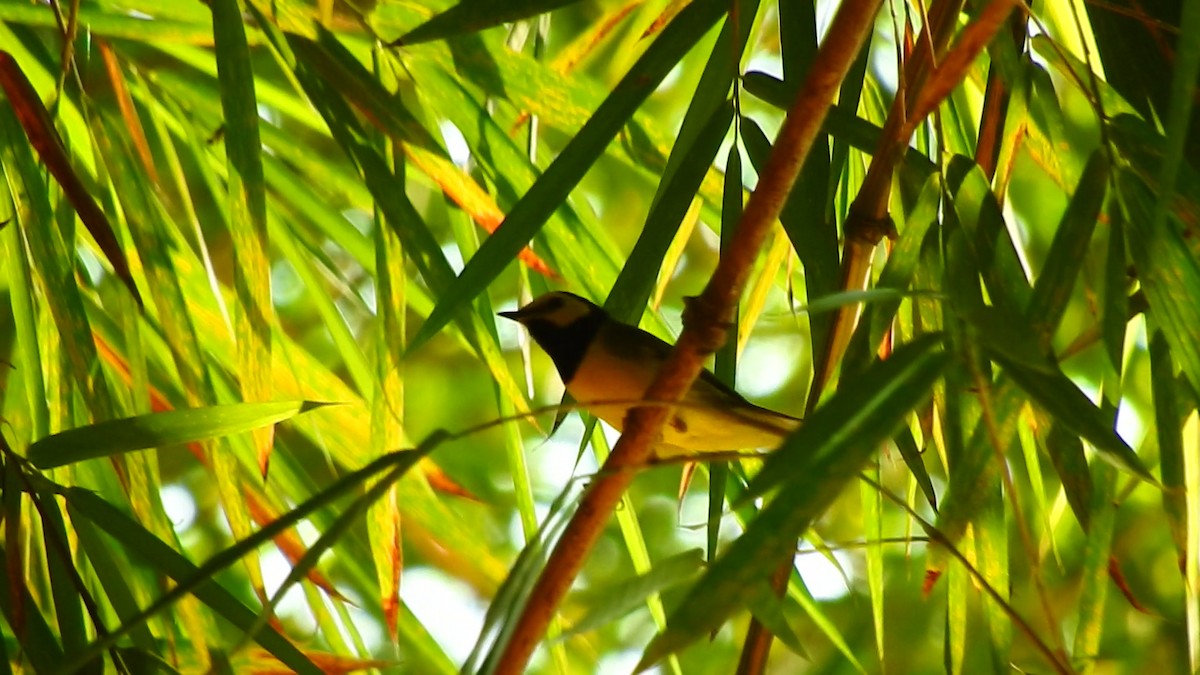 Hooded Warbler - ML144280761