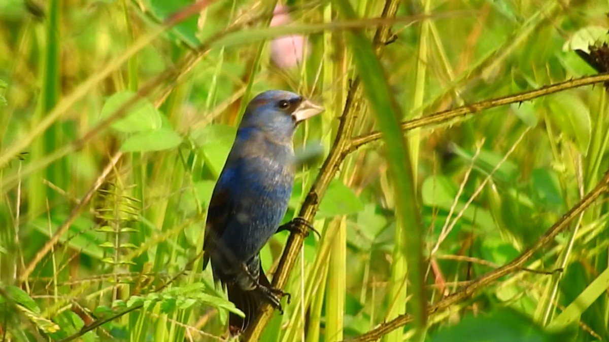 Blue Grosbeak - ML144280901