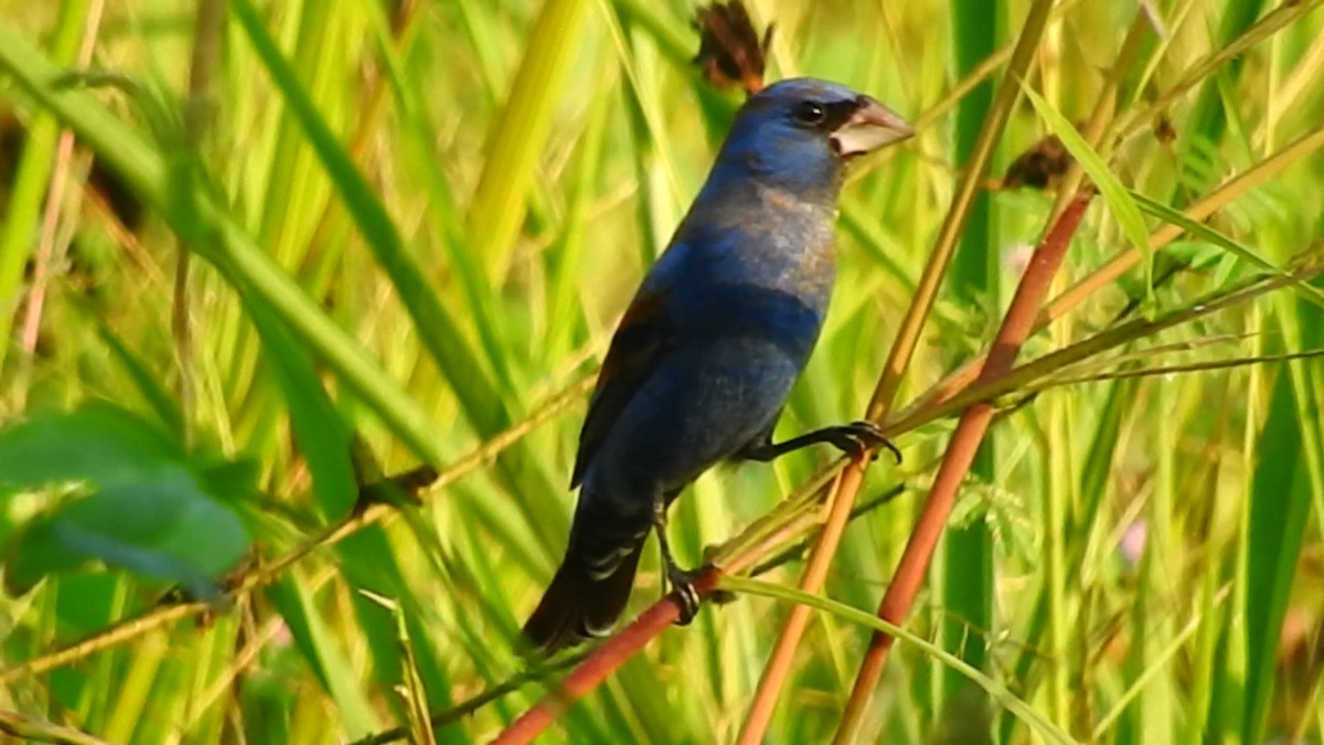 Blue Grosbeak - ML144280911