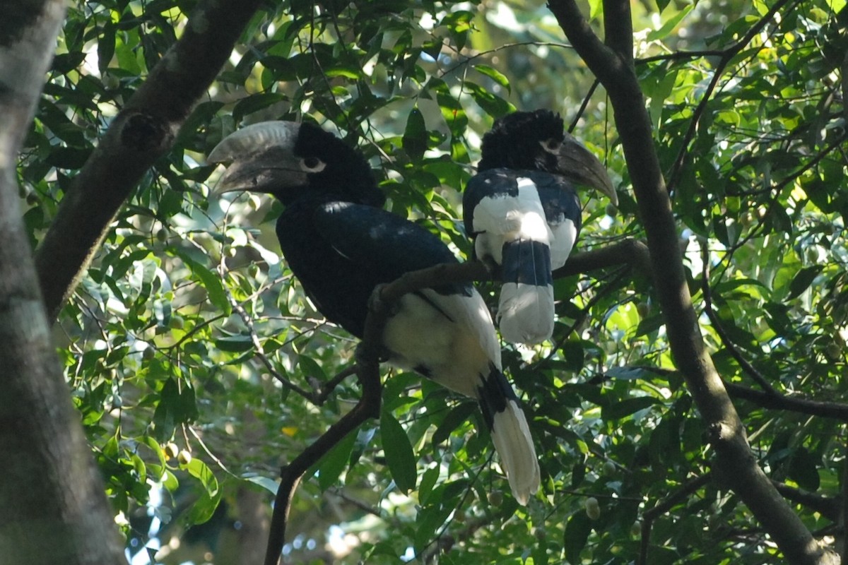 Black-and-white-casqued Hornbill - ML144283451