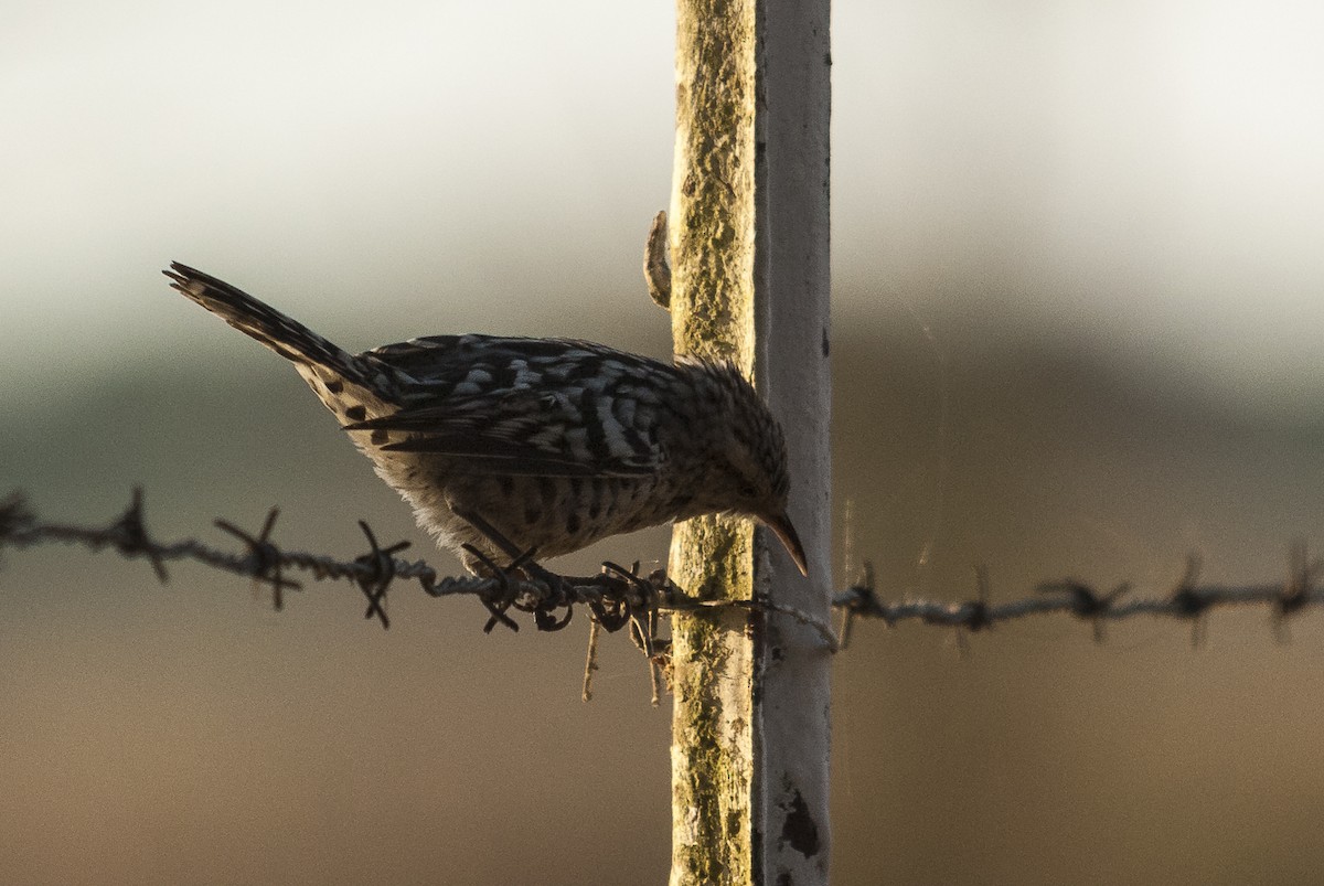 Stripe-backed Wren - ML144284981