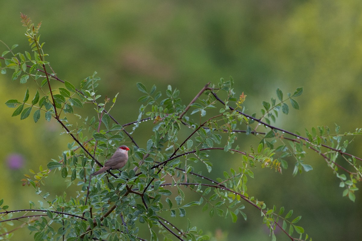 vatreastrild - ML144285101