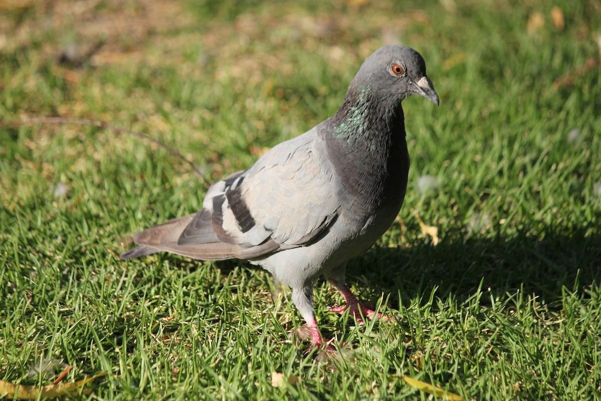 Rock Pigeon (Feral Pigeon) - ML144285551