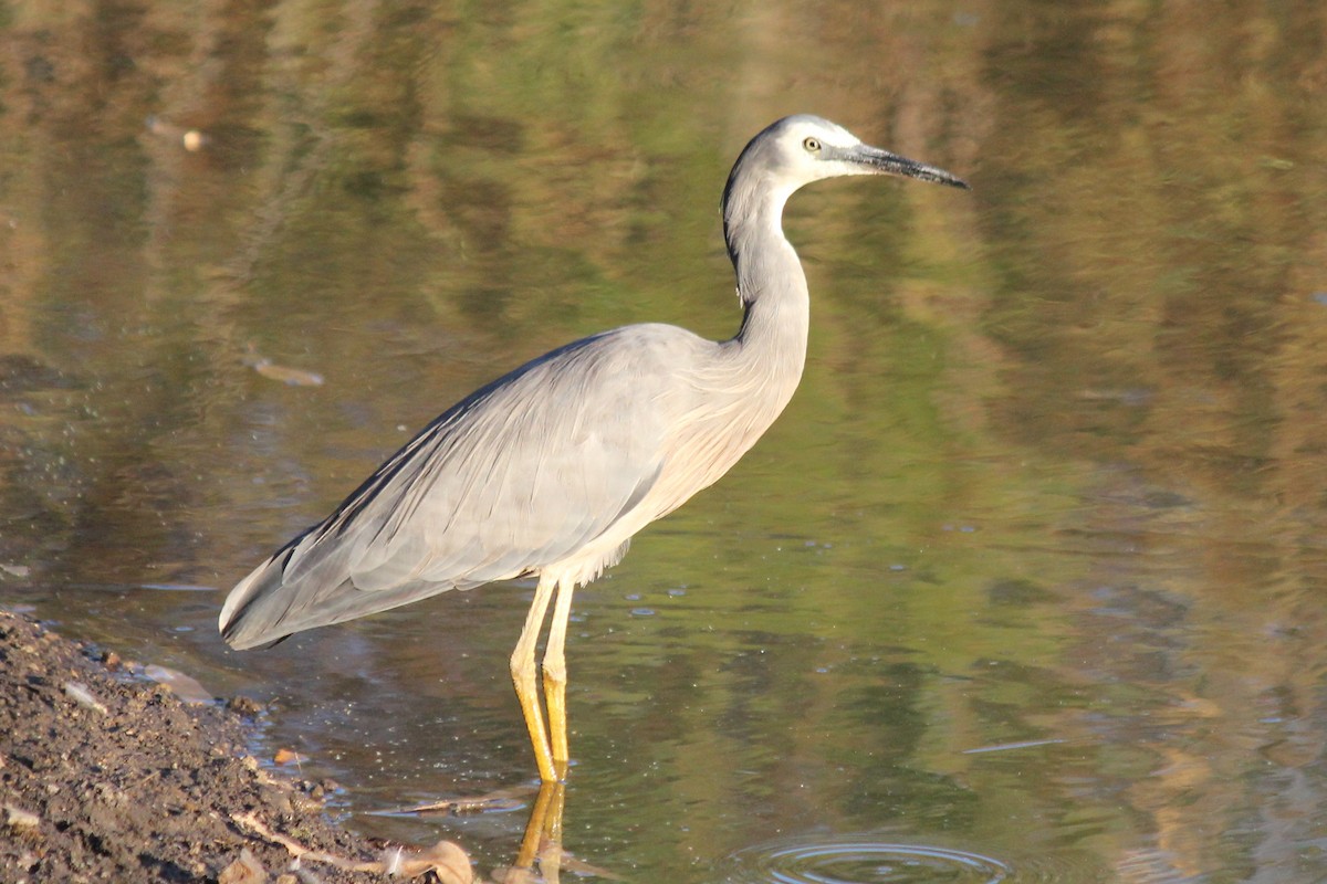 White-faced Heron - ML144285731