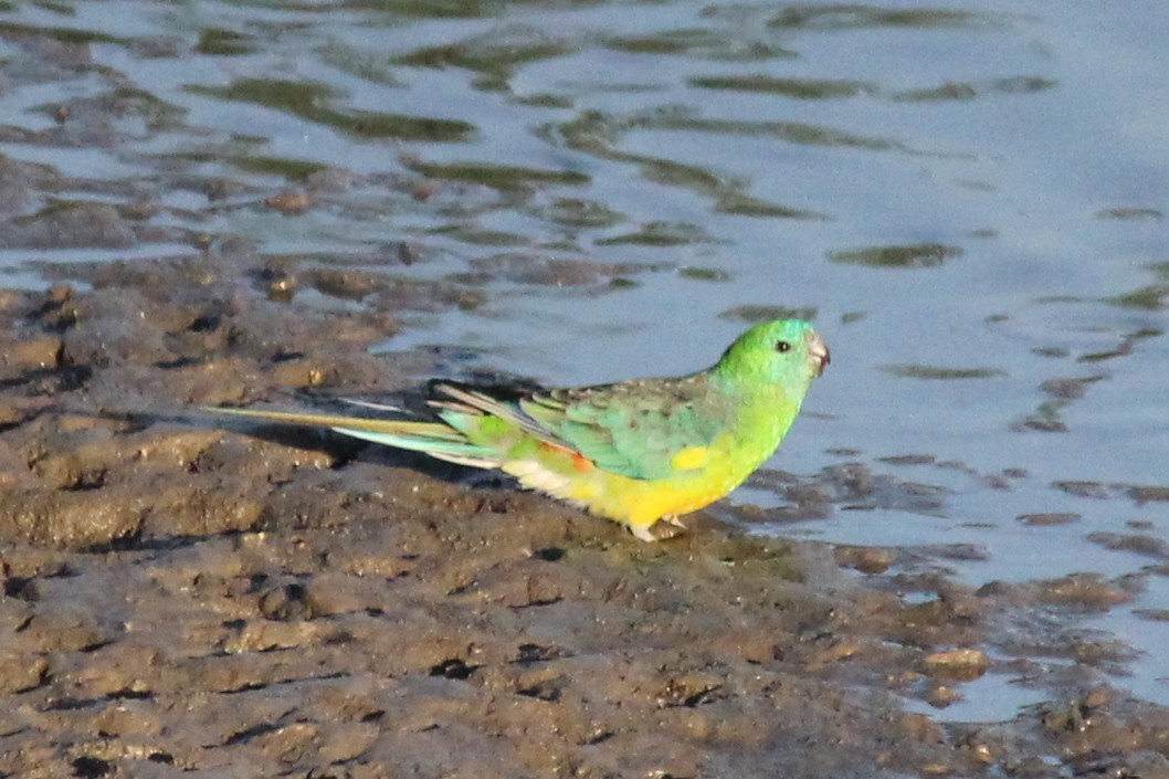 Red-rumped Parrot - ML144285741