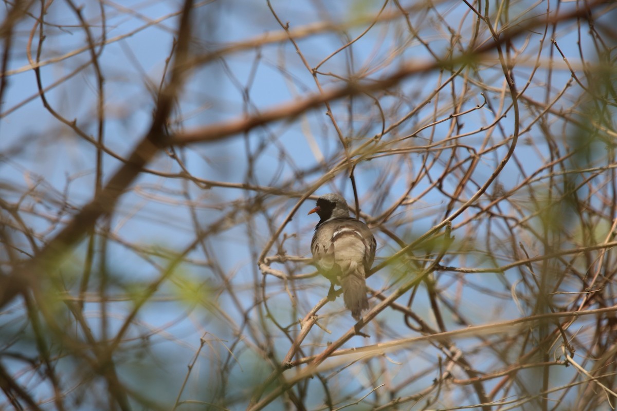 Namaqua Dove - Lijo james Mathew