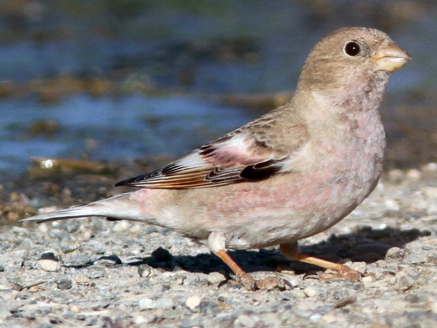 Mongolian Finch - eBird