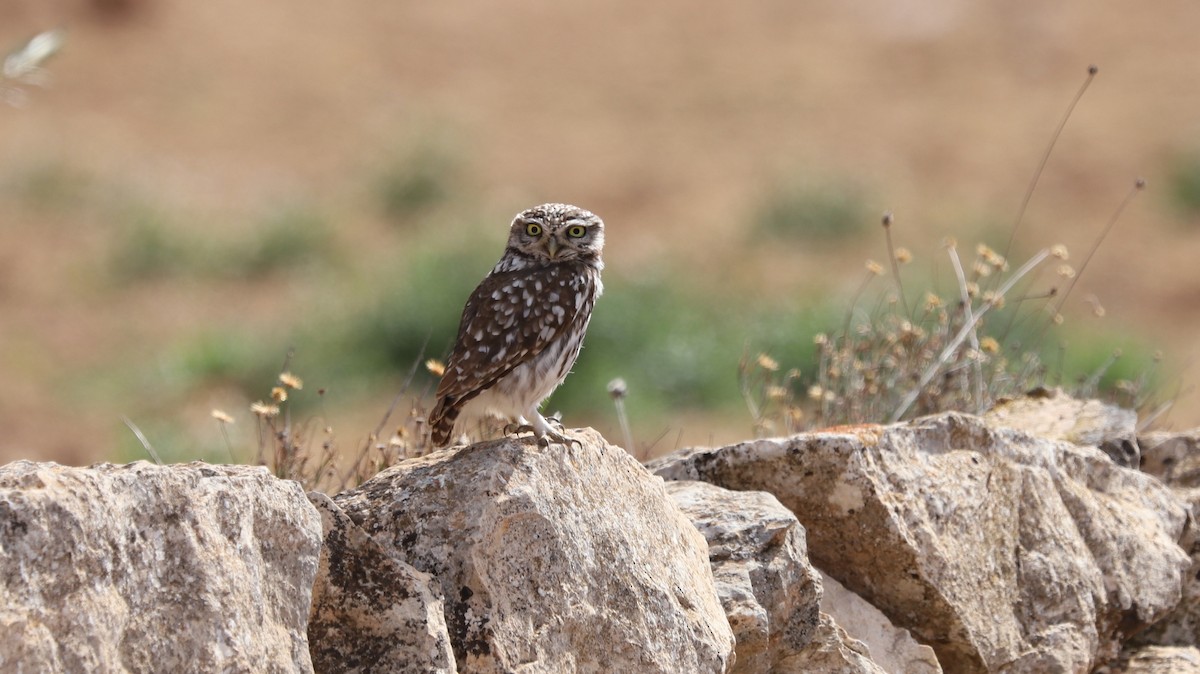 Little Owl - ML144292441