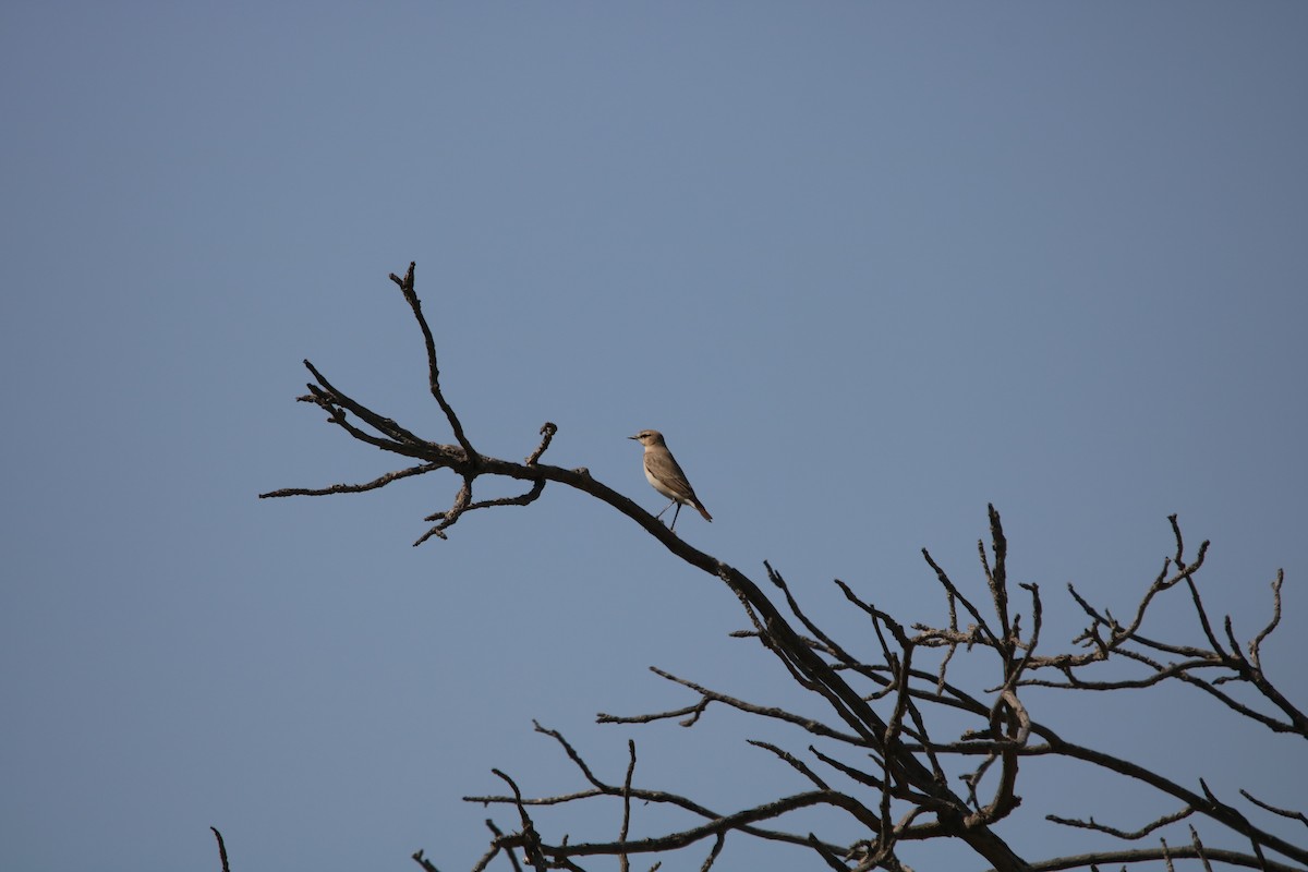 Northern Wheatear - ML144292471