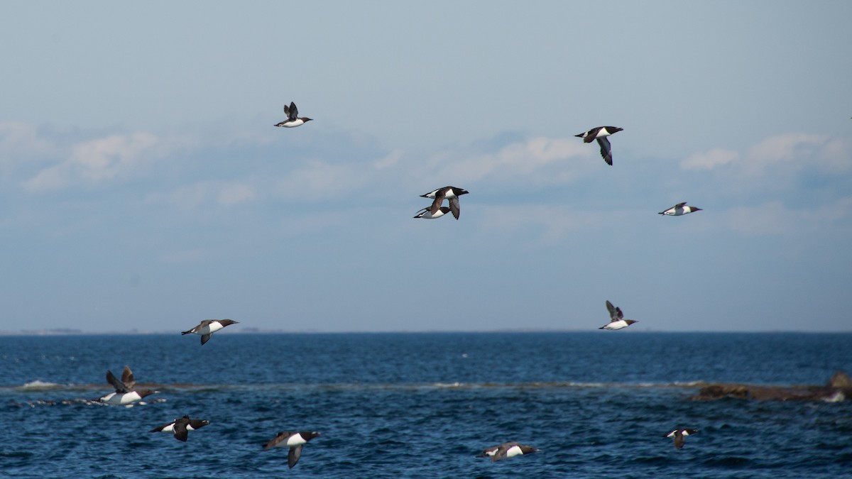 Razorbill - ML144292761