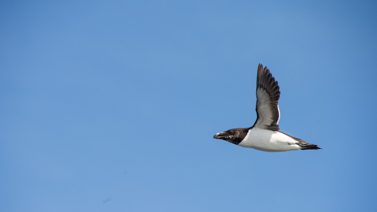 Razorbill - ML144292771