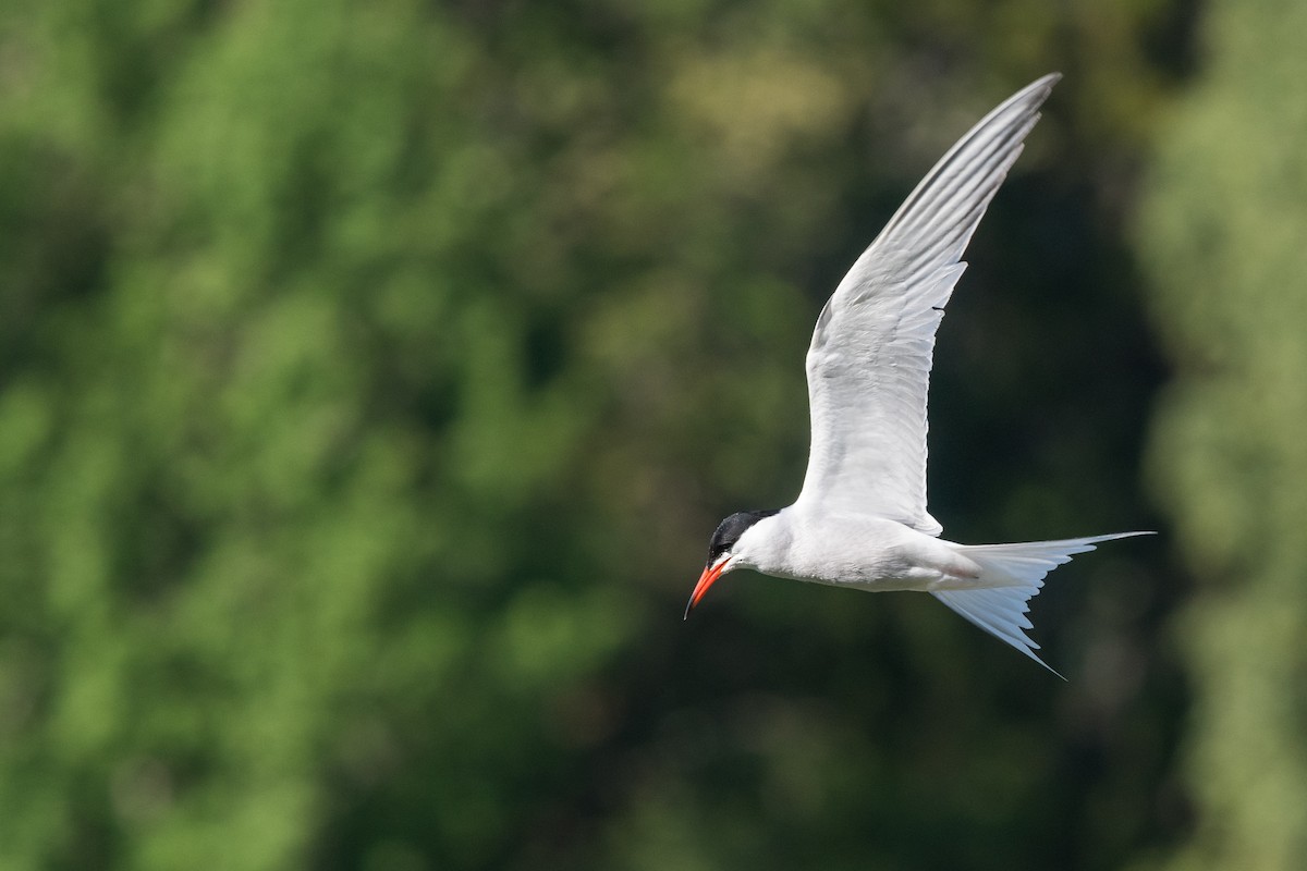 Common Tern - ML144293261