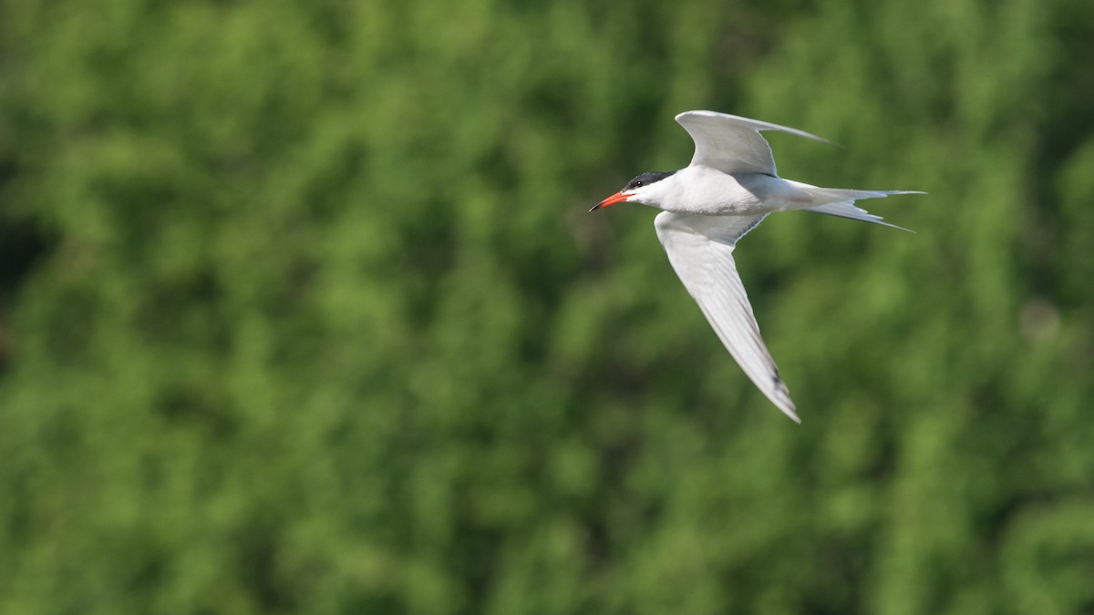 Common Tern - ML144293281