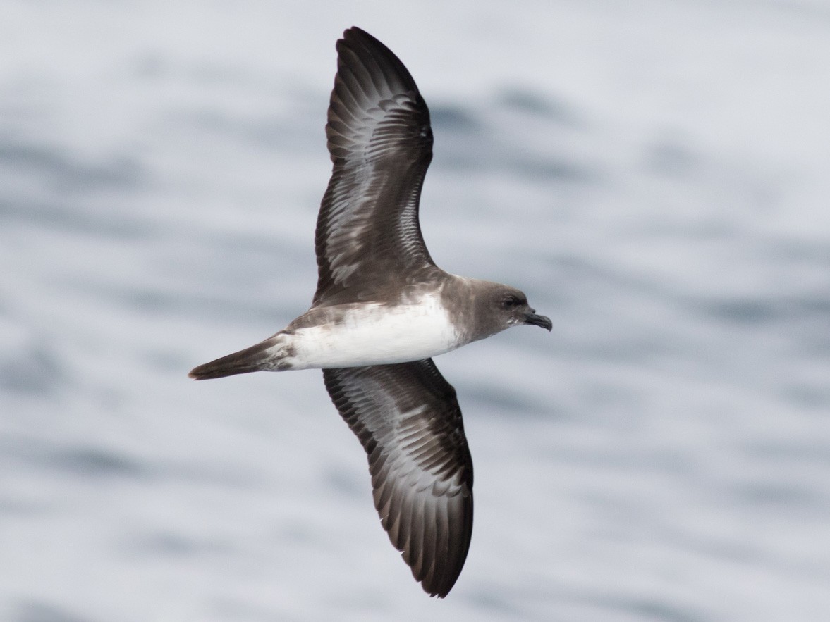 Trindade Petrel