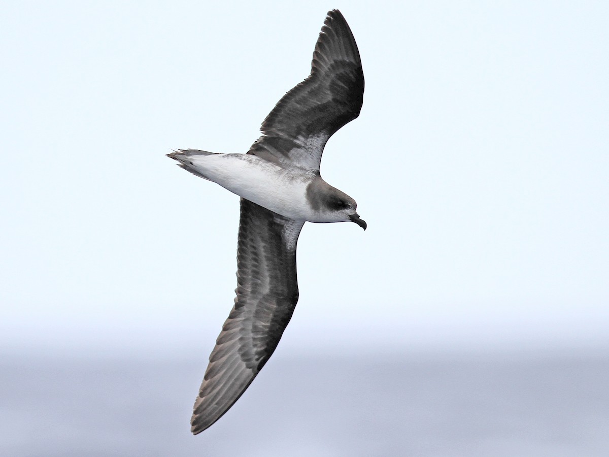 Zino's Petrel