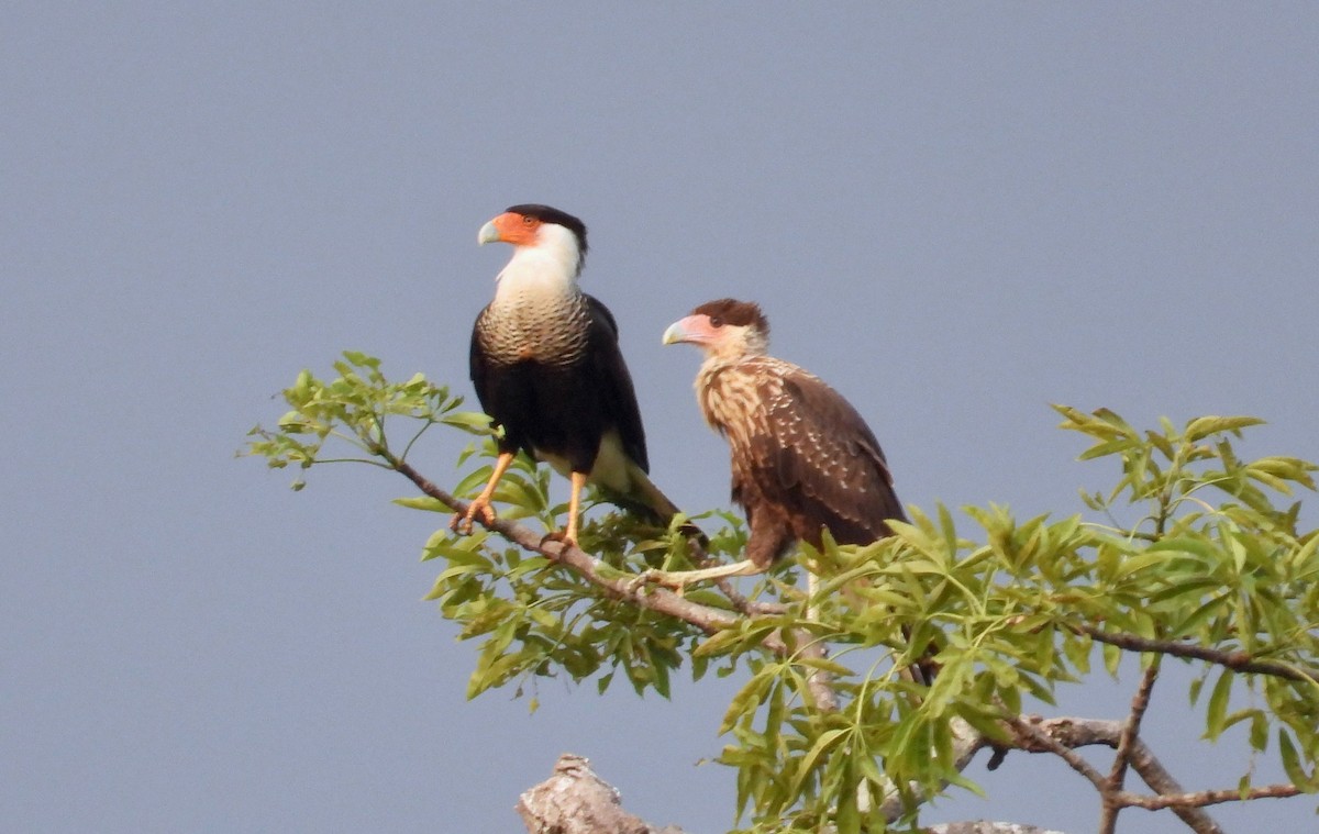 Crested Caracara (Northern) - grete pasch