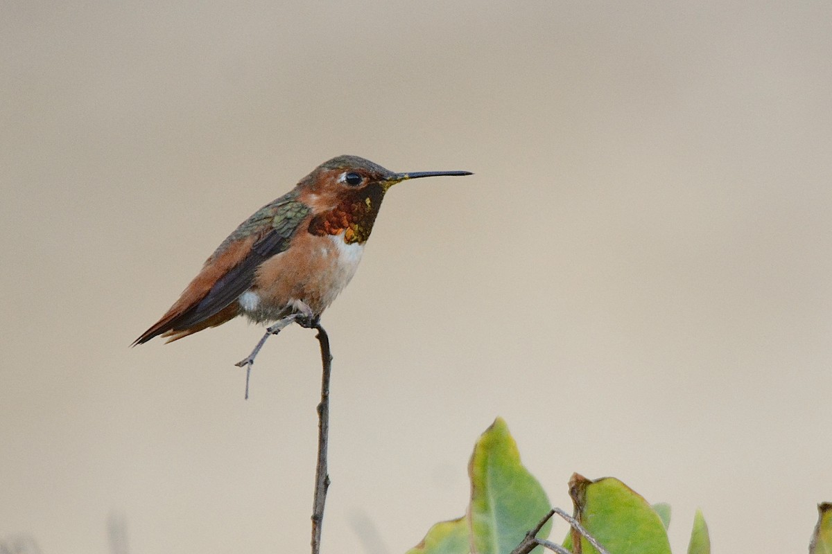 Allen's Hummingbird - Julie Zempel