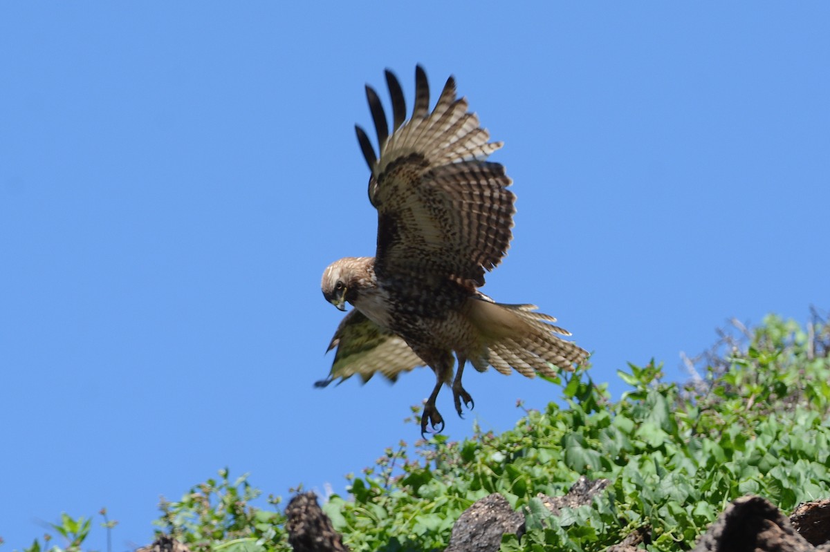 Red-tailed Hawk - ML144299661
