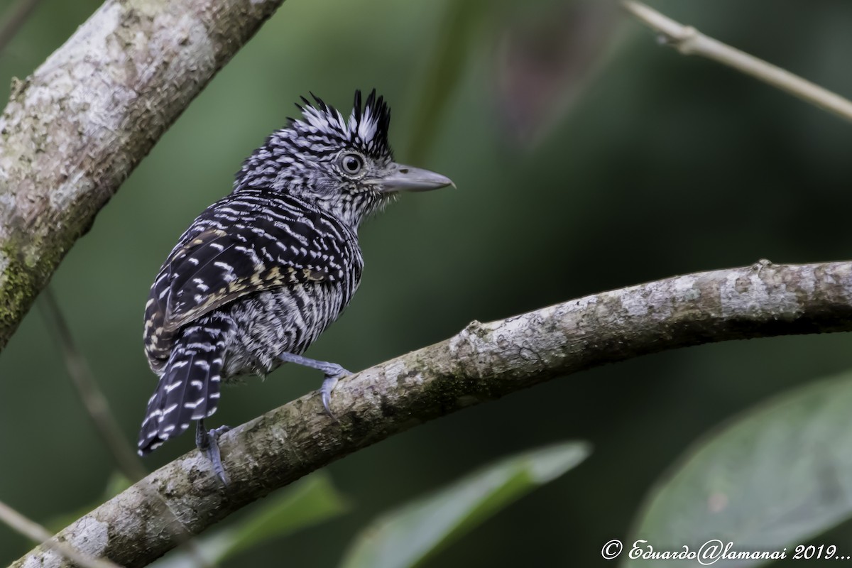 Barred Antshrike - ML144300341