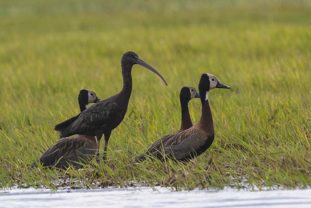 ibis hnědý - ML144300481