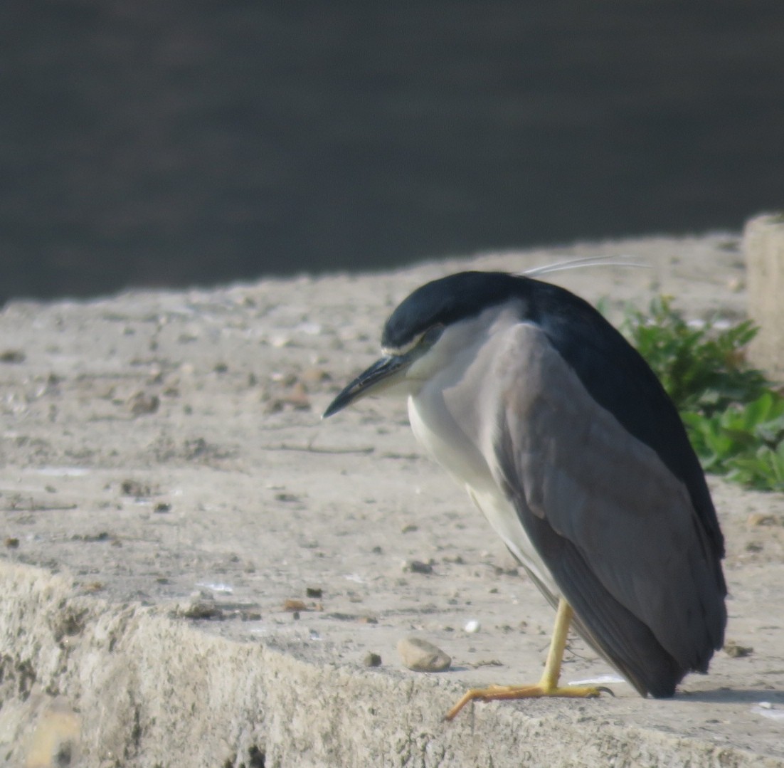 Black-crowned Night Heron - Samyam Rumba