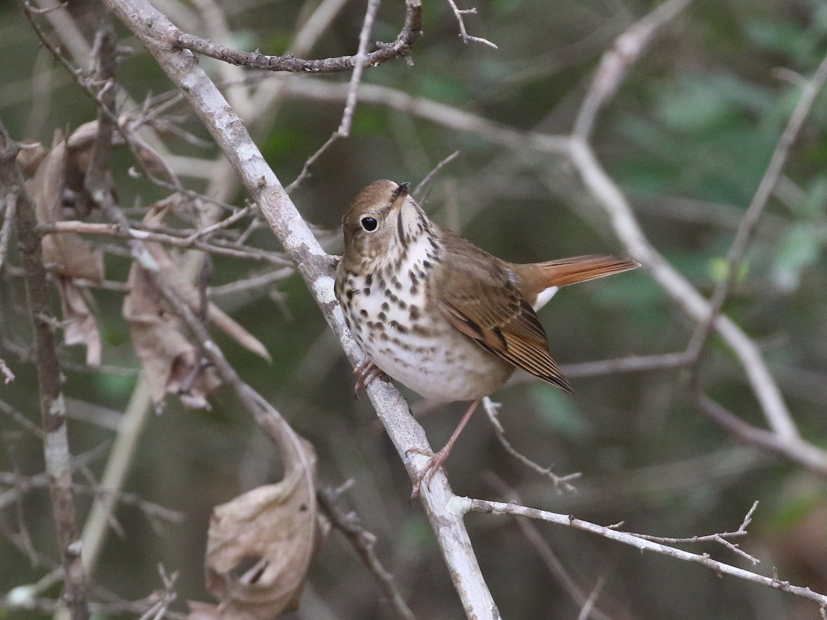 Hermit Thrush - ML144303061