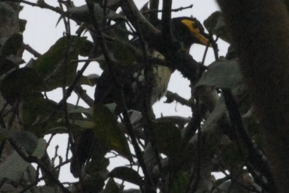 Yellow-billed Barbet - ML144303891