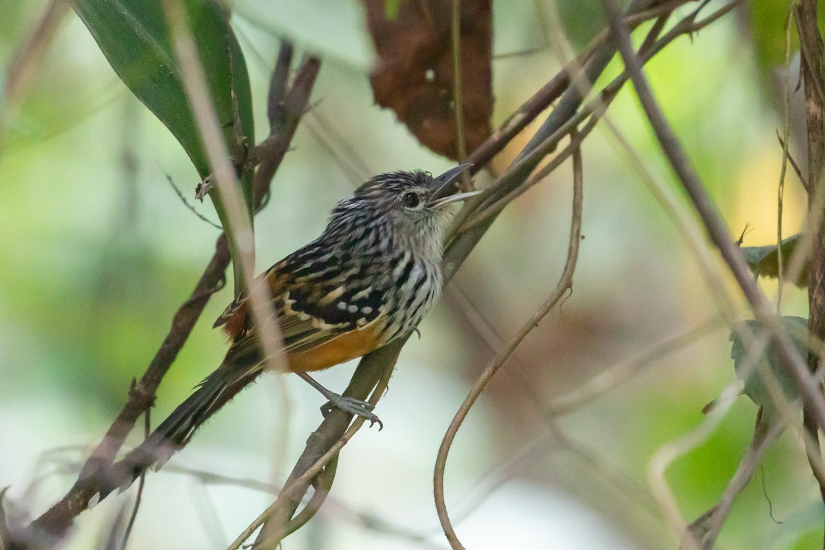 Klages's Antbird - ML144304651