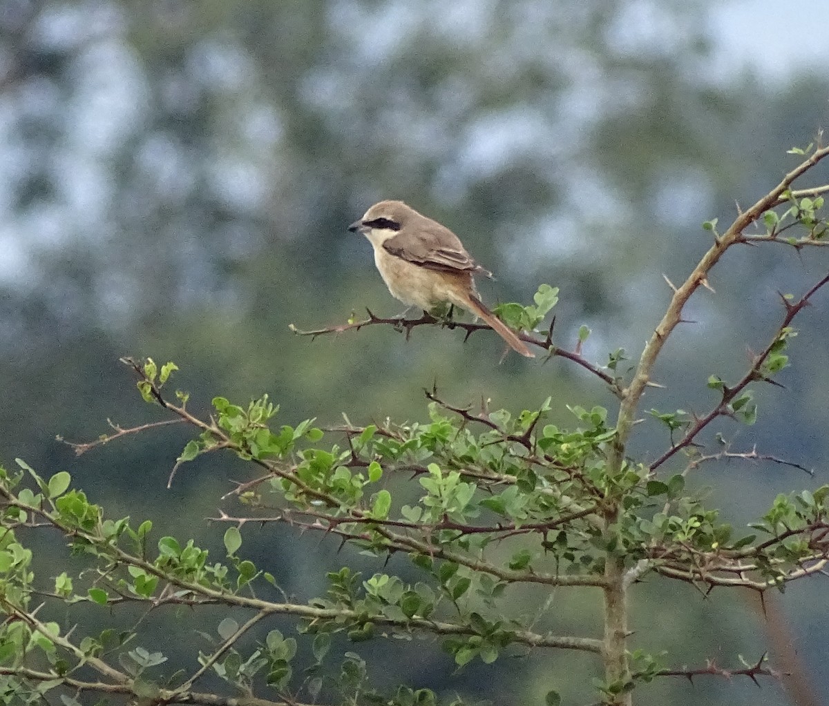 Brown Shrike - Enric Fontcuberta Trepat