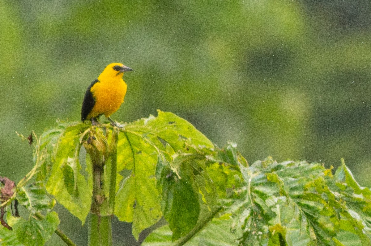 Oriole Blackbird - ML144306161