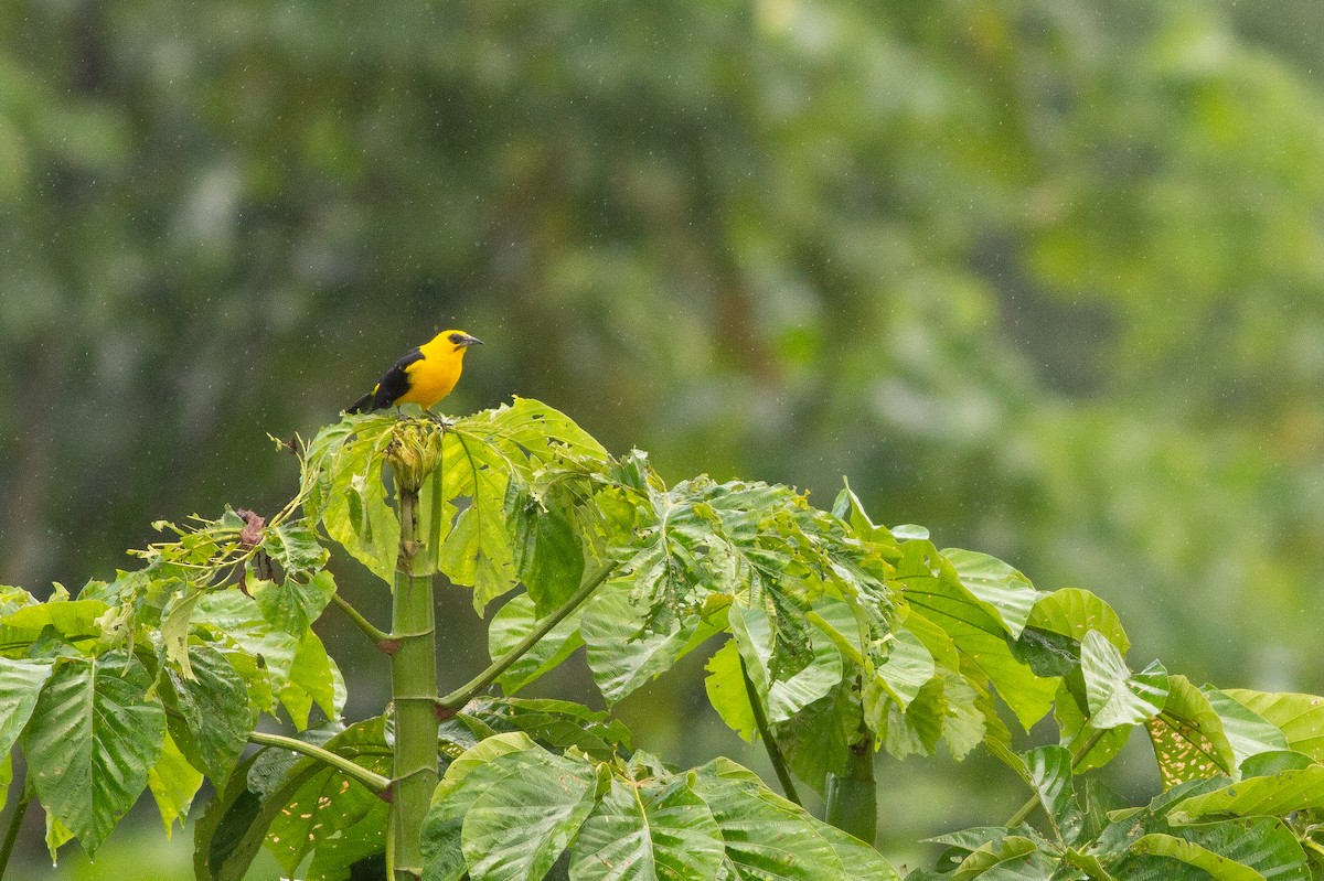 Oriole Blackbird - ML144306171