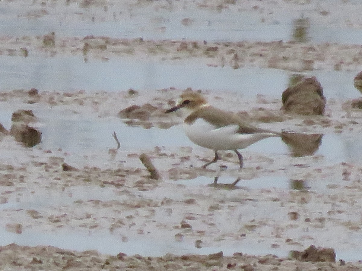 Kentish Plover - Pedro Fernandes