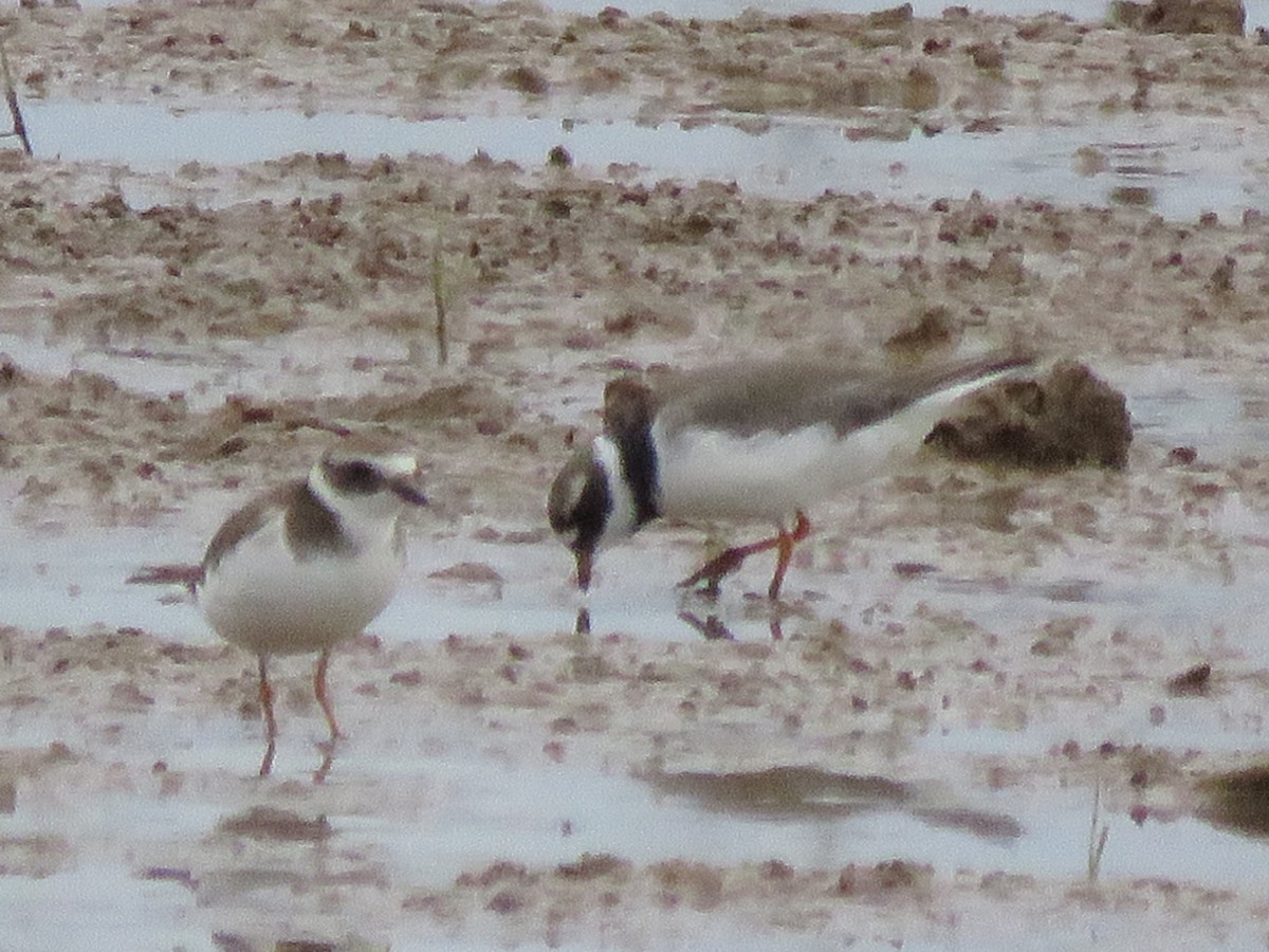 Common Ringed Plover - ML144307281