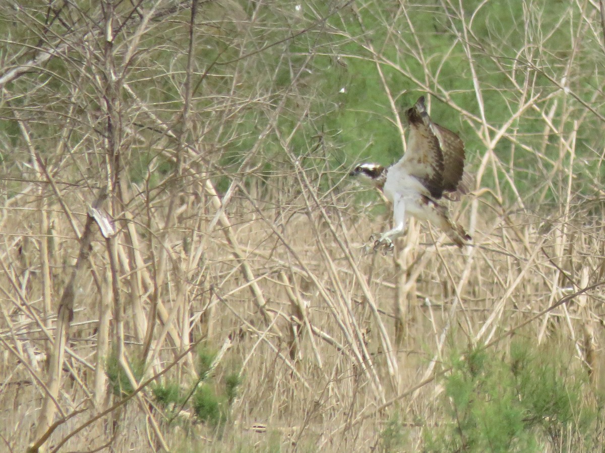 Balbuzard pêcheur - ML144307311