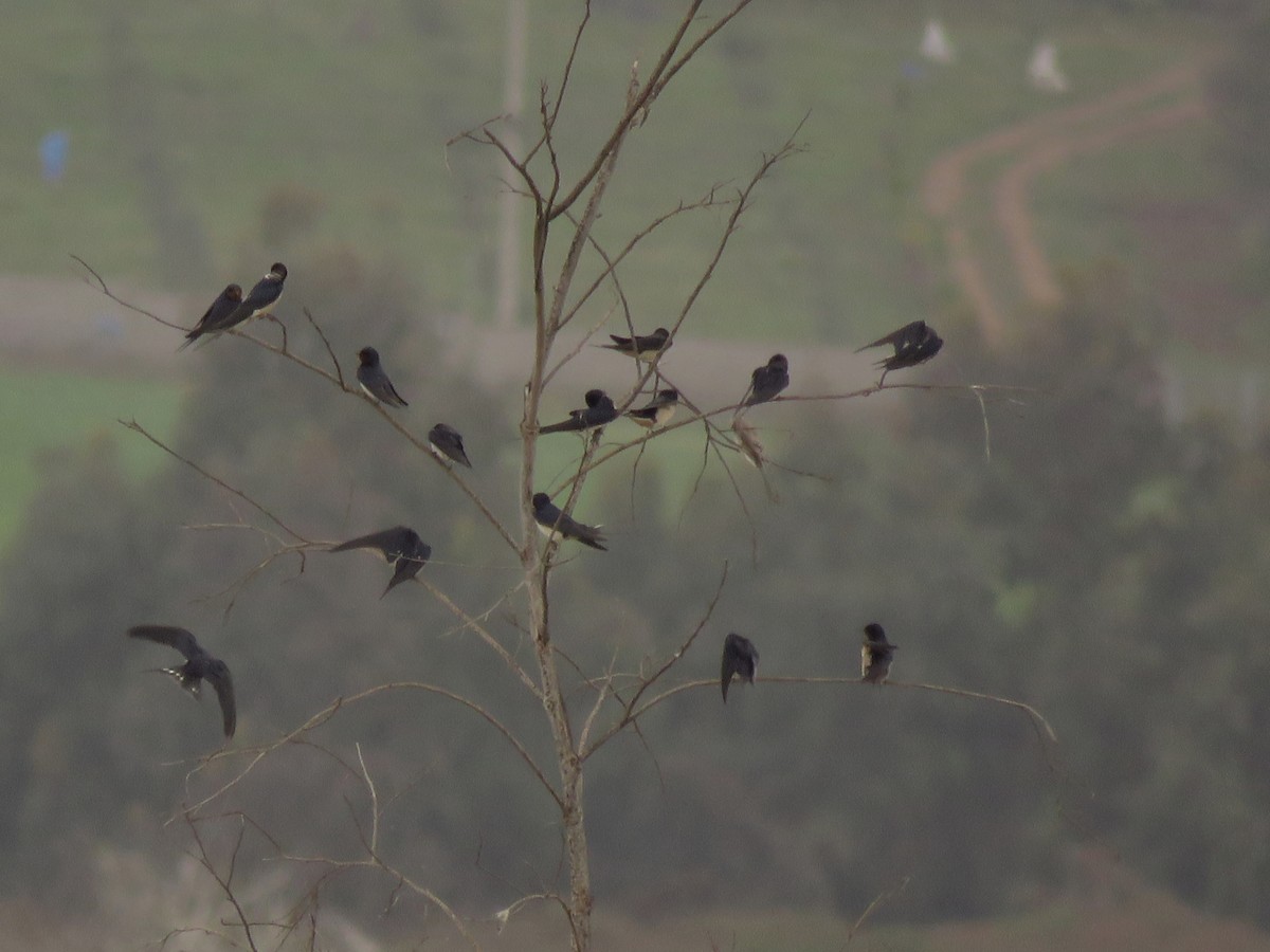 Barn Swallow - ML144307321