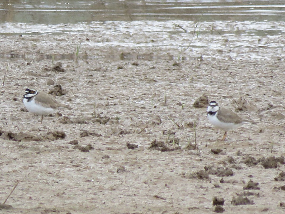 Little Ringed Plover - ML144307351