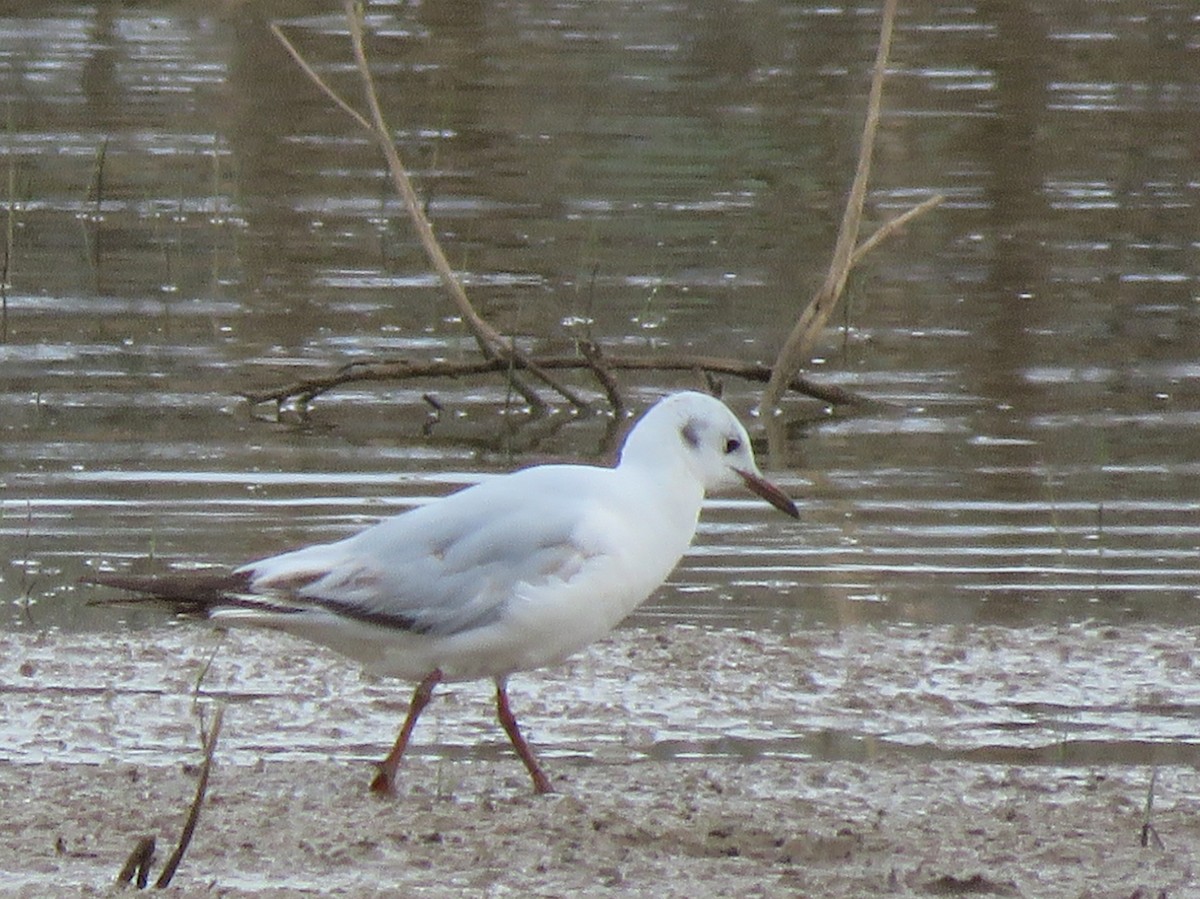 Mouette rieuse - ML144307381