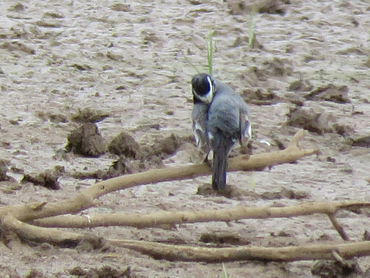 White Wagtail (Moroccan) - ML144307421