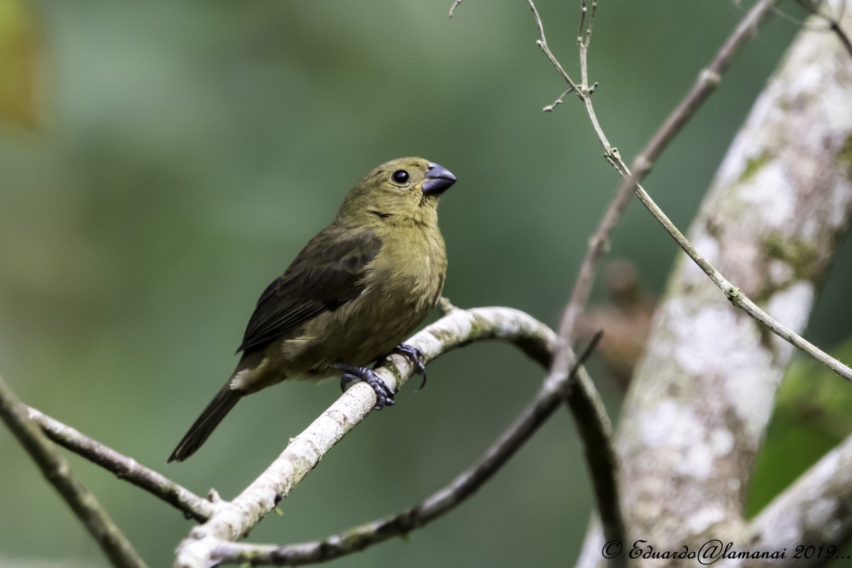 Variable Seedeater - ML144307711