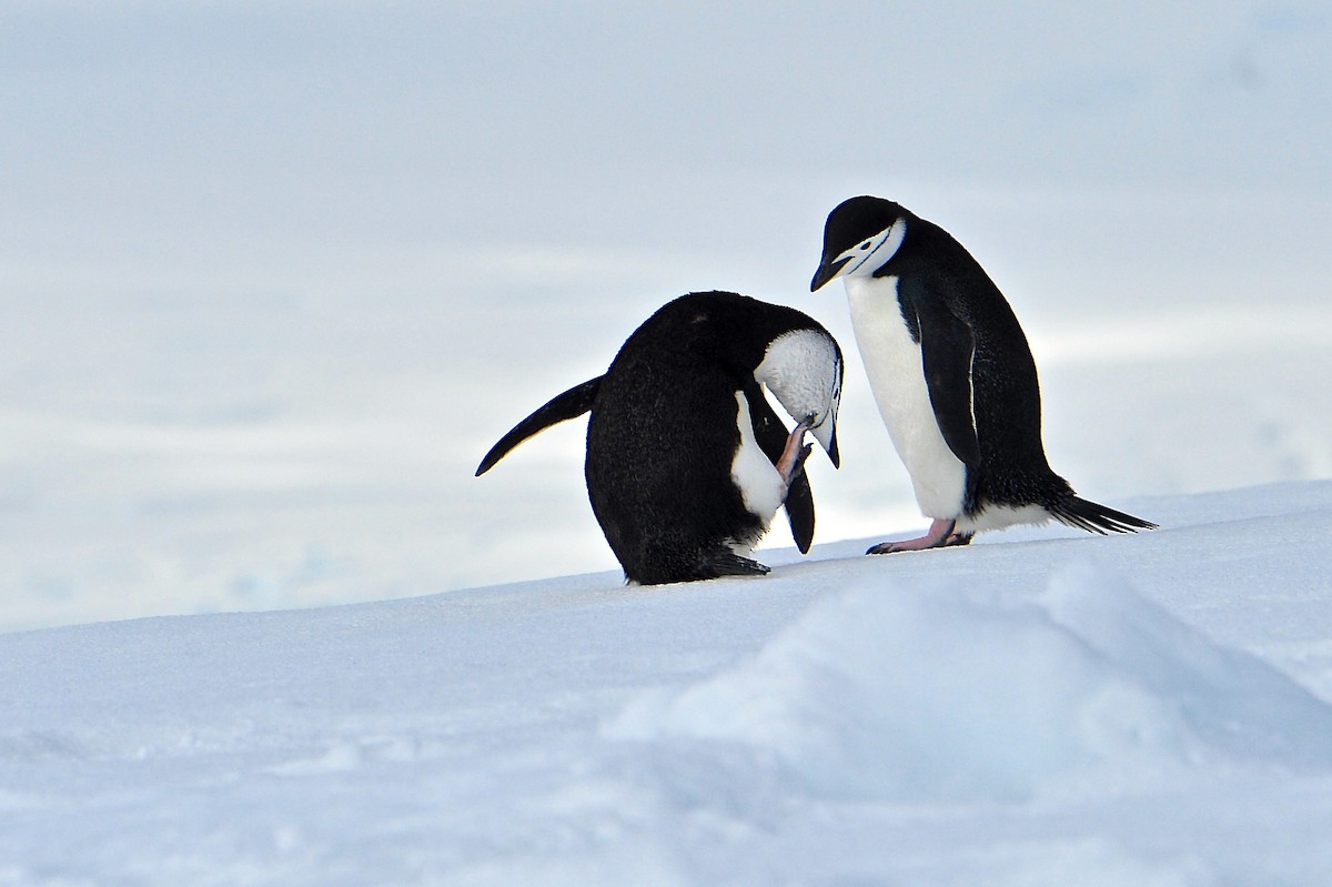 Chinstrap Penguin - ML144308331