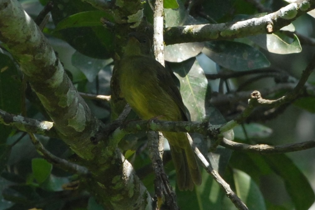 Joyful Greenbul - Cathy Pasterczyk